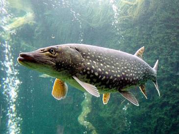 Fall Kayak Tactics: Trolling for Northern Pike